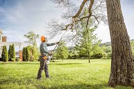 Best Tree Maintenance Programs  in Iraan, TX