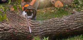 Best Lawn Drainage Solutions  in Iraan, TX