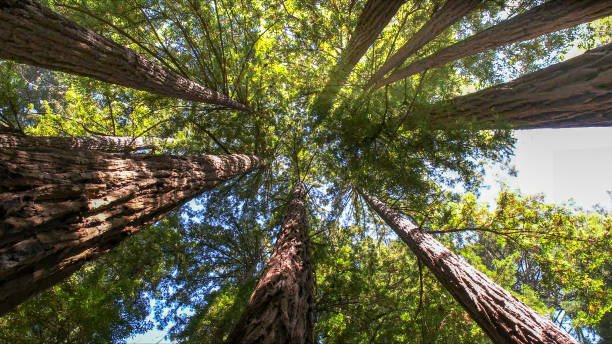 Best Tree Risk Assessment  in Iraan, TX
