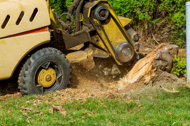 Best Weed Control  in Iraan, TX