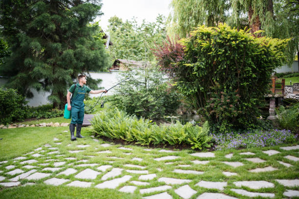 Best Lawn Renovation and Restoration  in Iraan, TX