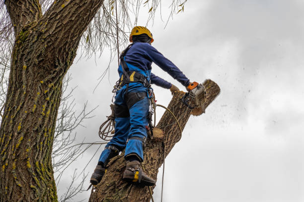Best Pest Control for Lawns  in Iraan, TX