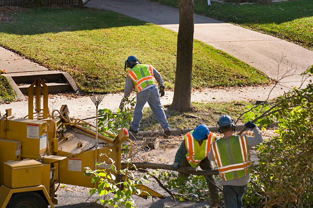 Best Tree and Shrub Care  in Iraan, TX