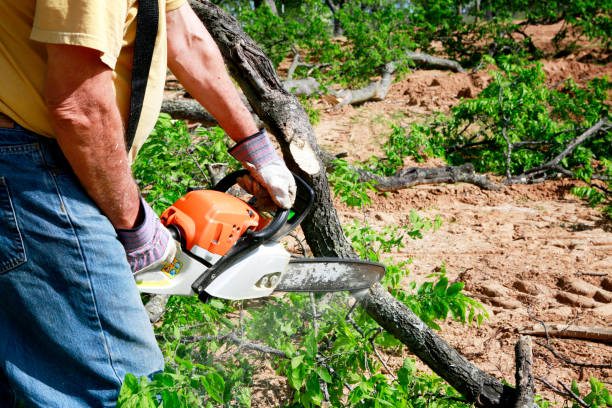 Best Leaf Removal  in Iraan, TX